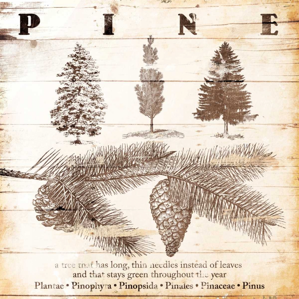 All About Pine art print by Jace Grey for $57.95 CAD