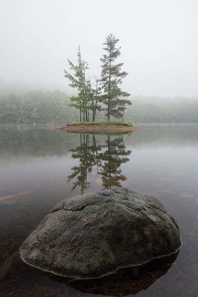 Duo Trees art print by James Rodewald for $57.95 CAD