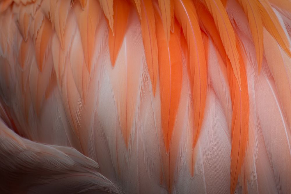 Animal Abstract art print by James Rodewald for $57.95 CAD