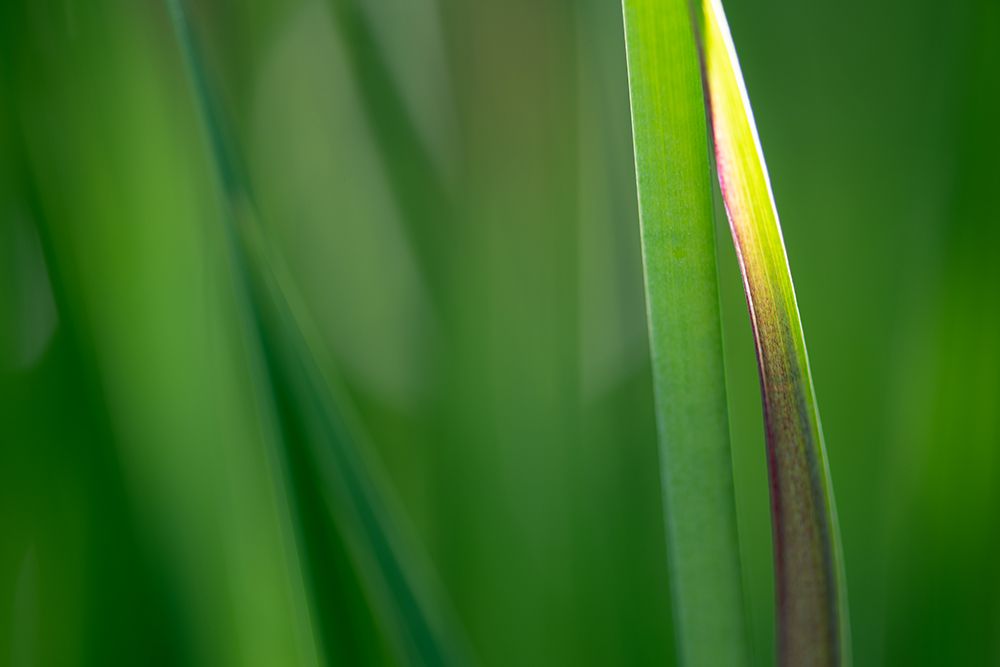 Clean Green 1 art print by James Rodewald for $57.95 CAD