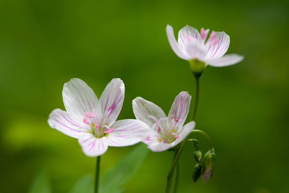 Floral Trio art print by James Rodewald for $57.95 CAD