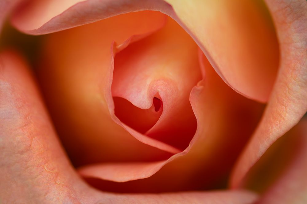 Floral Rose art print by James Rodewald for $57.95 CAD
