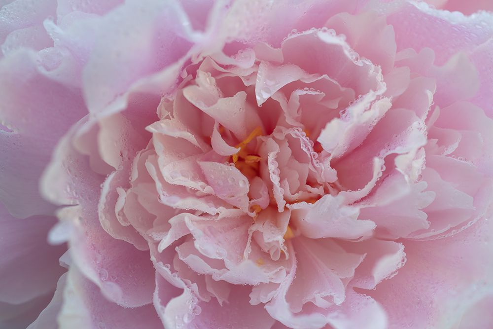 Pink Beauty 1 art print by James Rodewald for $57.95 CAD
