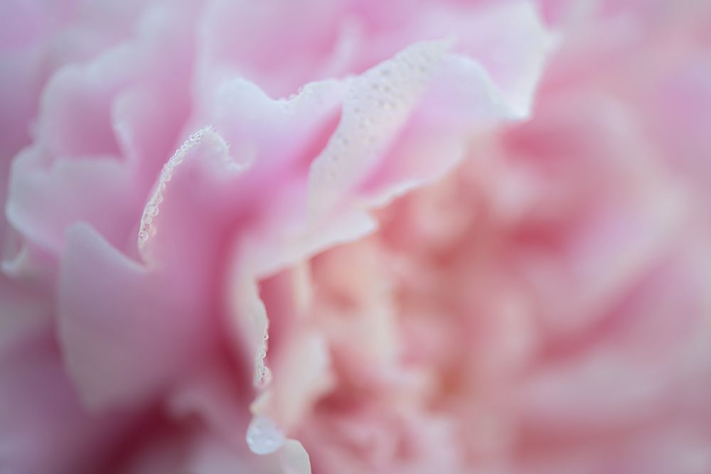 Pink Beauty 2 art print by James Rodewald for $57.95 CAD