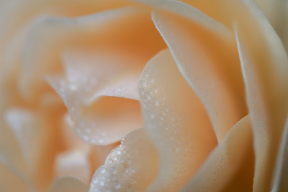 Simple Floral art print by James Rodewald for $57.95 CAD