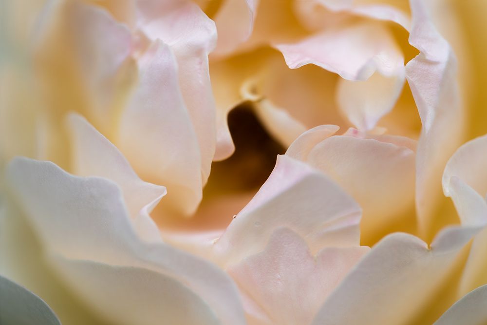 White Bud art print by James Rodewald for $57.95 CAD