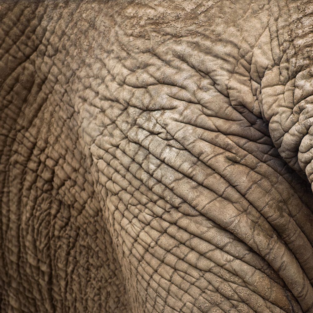 Animal Abstract 2 art print by James Rodewald for $57.95 CAD