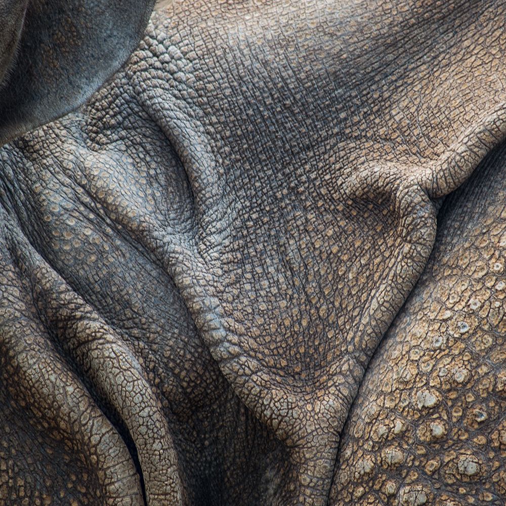 Animal Abstract 3 art print by James Rodewald for $57.95 CAD