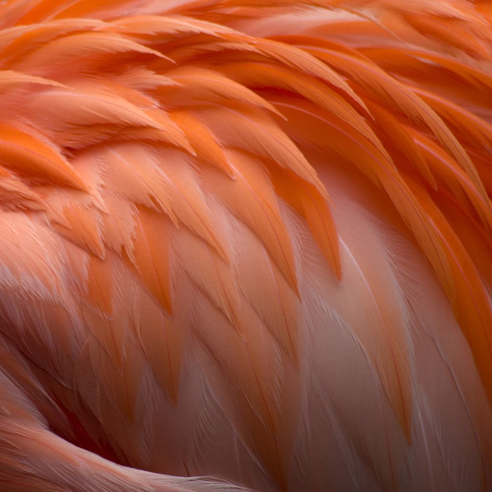 Animal Abstract 4 art print by James Rodewald for $57.95 CAD