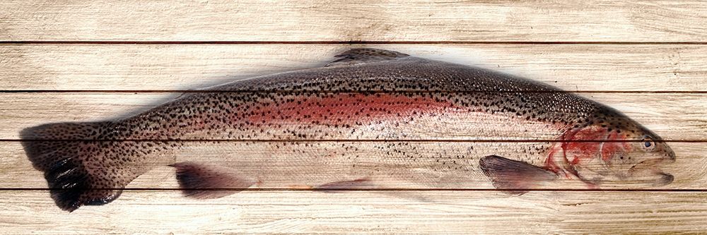 Trout 1 art print by Kimberly Allen for $57.95 CAD