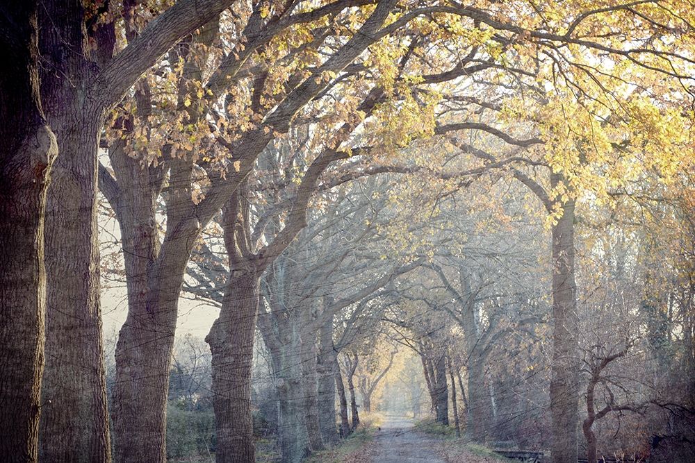 Avenue of Trees art print by Kimberly Allen for $57.95 CAD