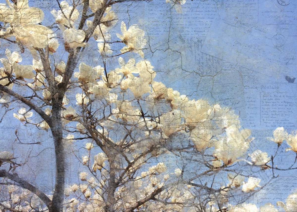 Magnolia Dream art print by Kimberly Allen for $57.95 CAD