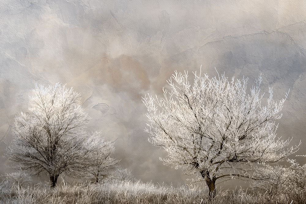 Winter Frost art print by Allen Kimberly for $57.95 CAD