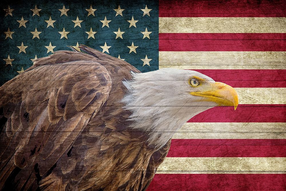 USA Eagle art print by Kimberly Allen for $57.95 CAD