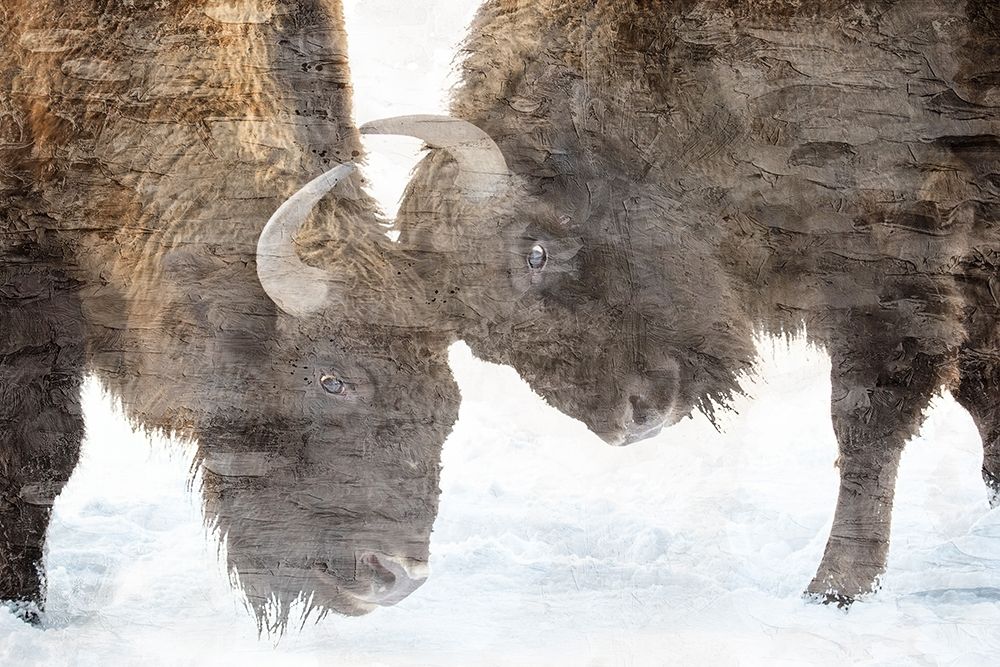 Bison Two art print by Kimberly Allen for $57.95 CAD