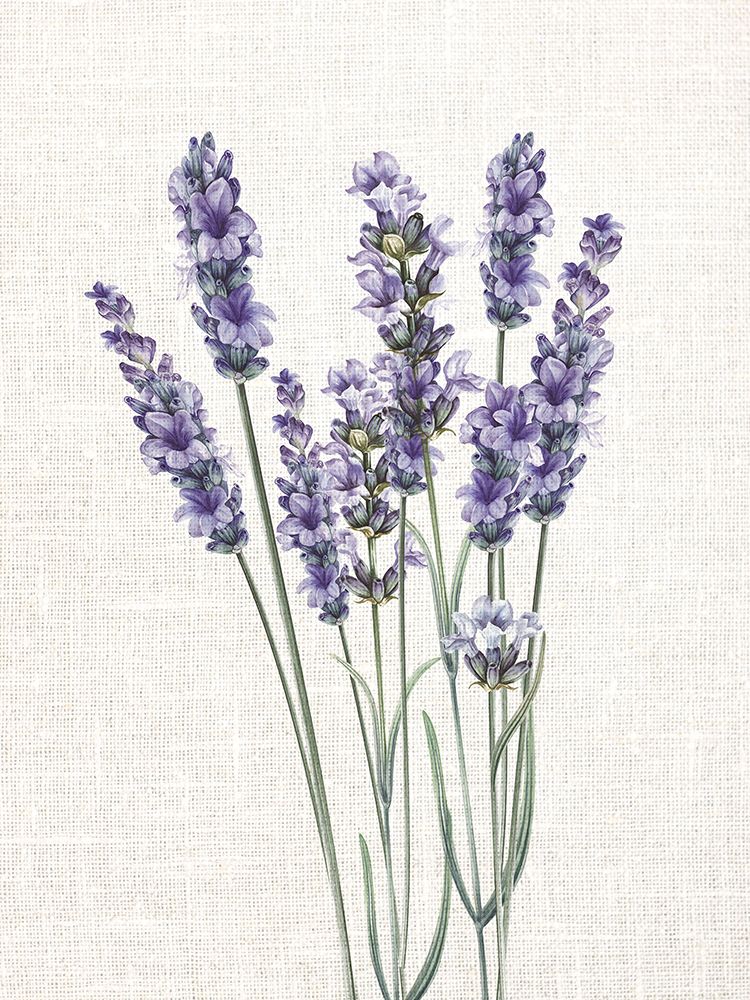 Linen Lavender 1 art print by Kimberly Allen for $57.95 CAD