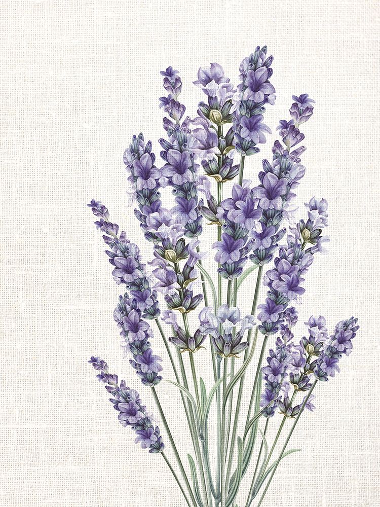 Linen Lavender 2 art print by Kimberly Allen for $57.95 CAD