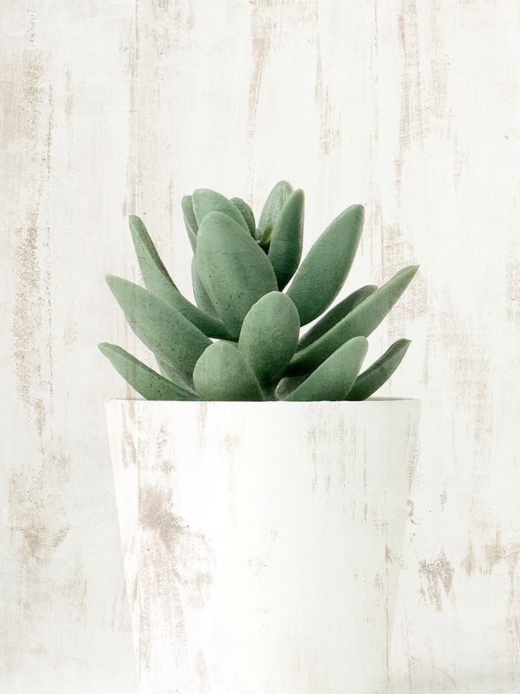 Succulent 1 art print by Kimberly Allen for $57.95 CAD