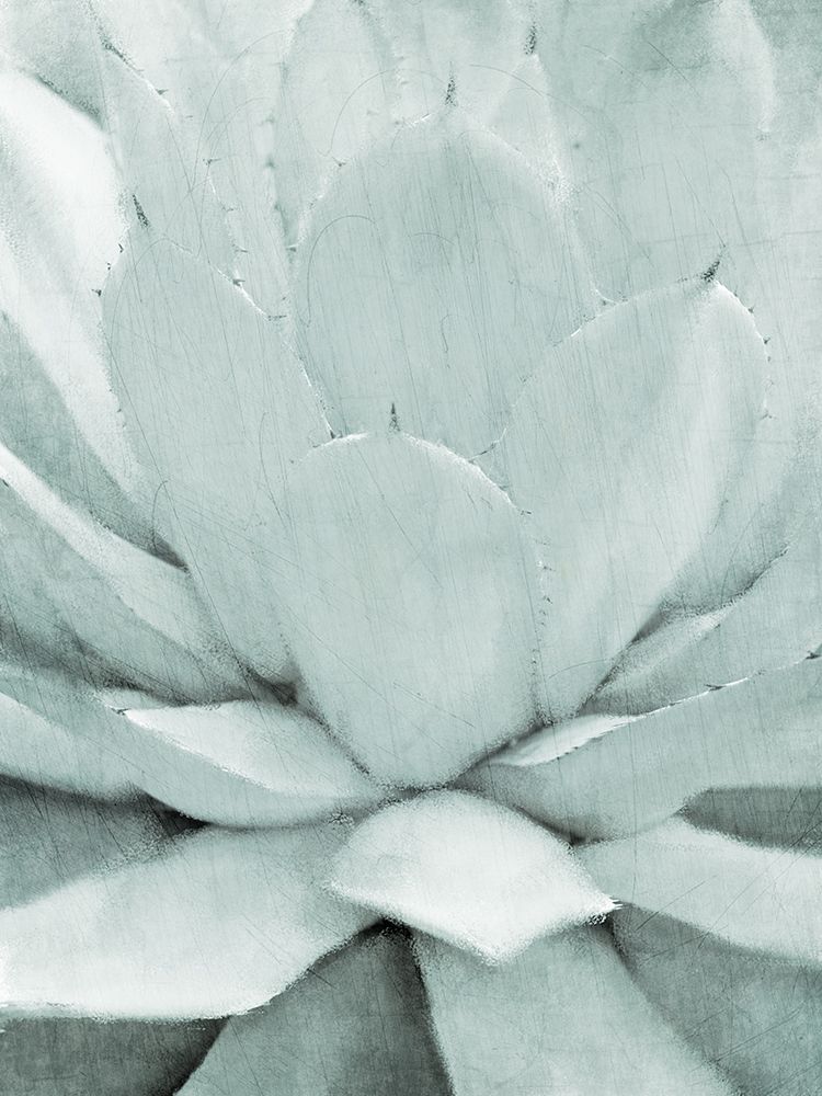 Agave I art print by Allen Kimberly for $57.95 CAD