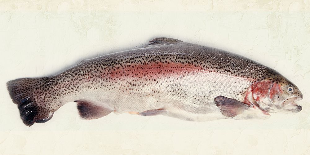 Rainbow Trout 1 art print by Kimberly Allen for $57.95 CAD