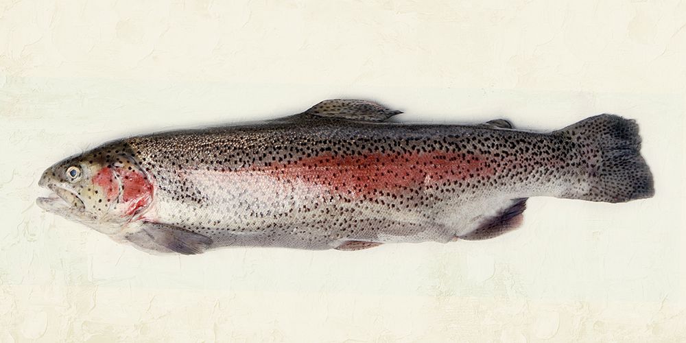 Rainbow Trout 2 art print by Kimberly Allen for $57.95 CAD