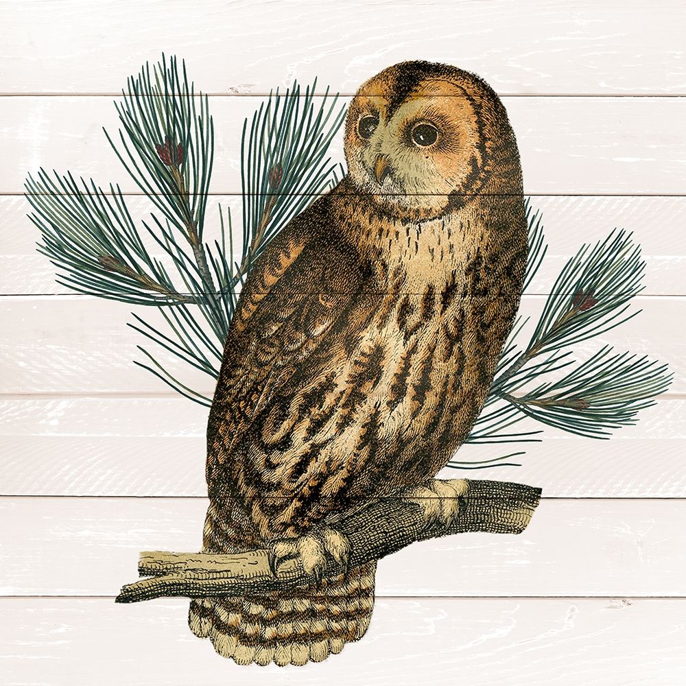 Owl 1 art print by Allen Kimberly for $57.95 CAD