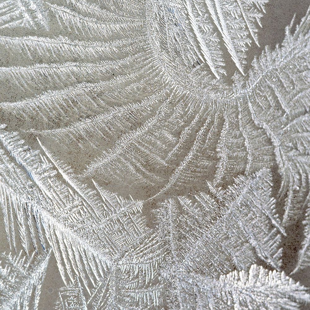 Frosted Fern 2 art print by Allen Kimberly for $57.95 CAD