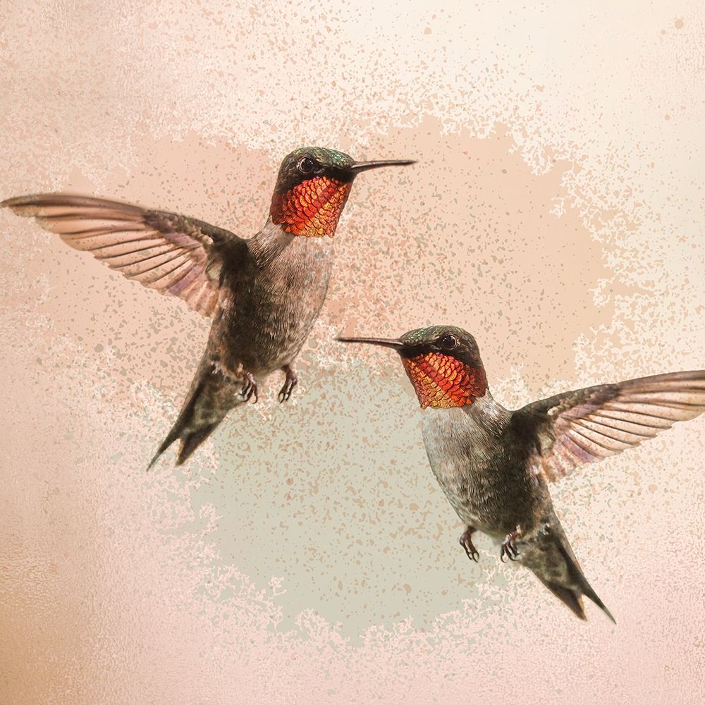 Hummingbird Flight art print by Allen Kimberly for $57.95 CAD