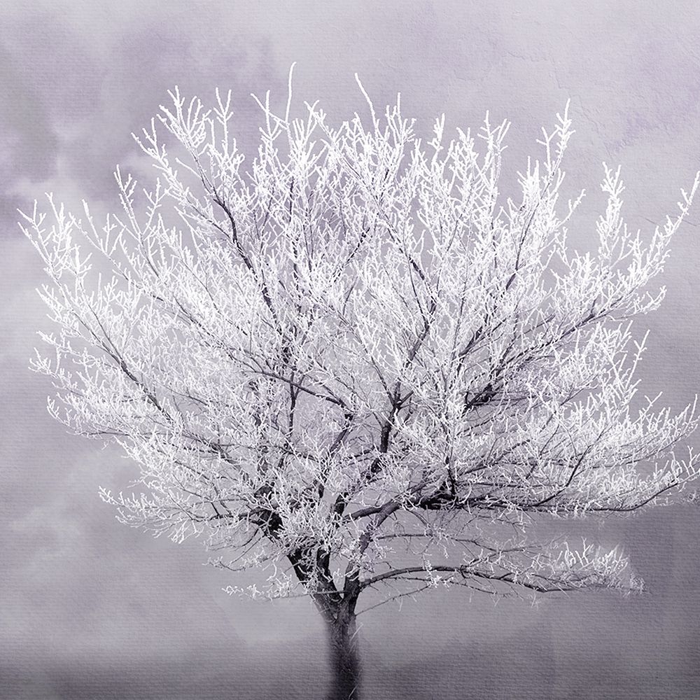 Frosted Tree art print by Allen Kimberly for $57.95 CAD