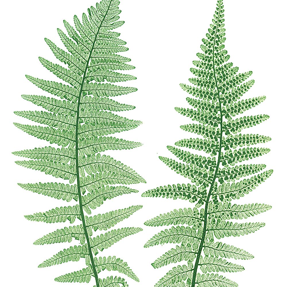 Ferns 1 art print by Kimberly Allen for $57.95 CAD