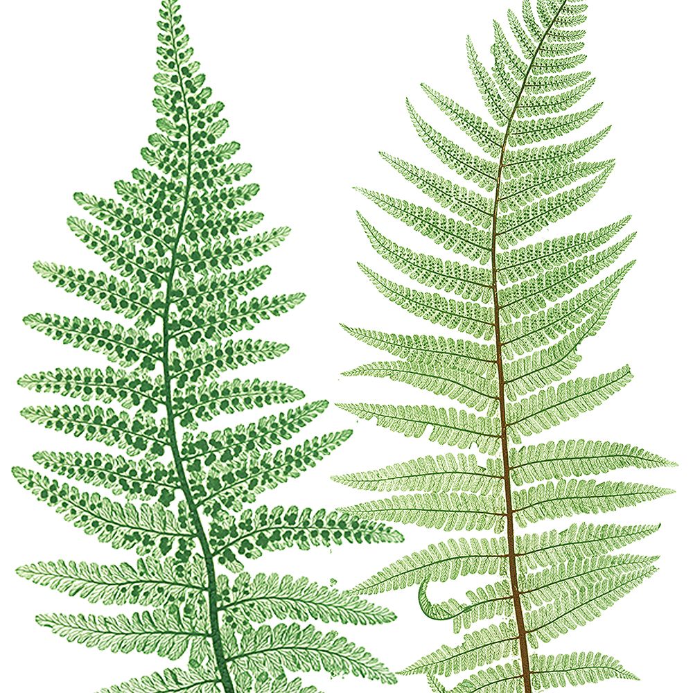 Ferns 2 art print by Kimberly Allen for $57.95 CAD