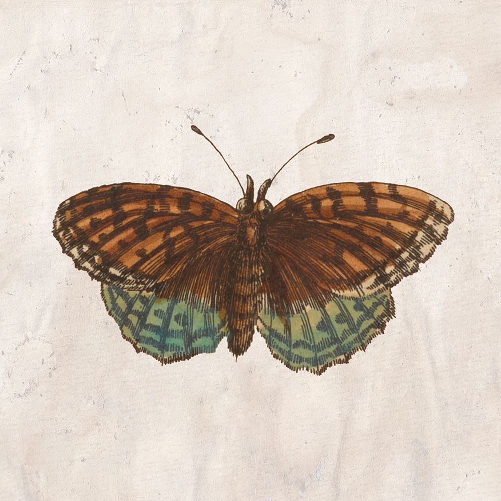 Vintage Butterfly 1 art print by Kimberly Allen for $57.95 CAD