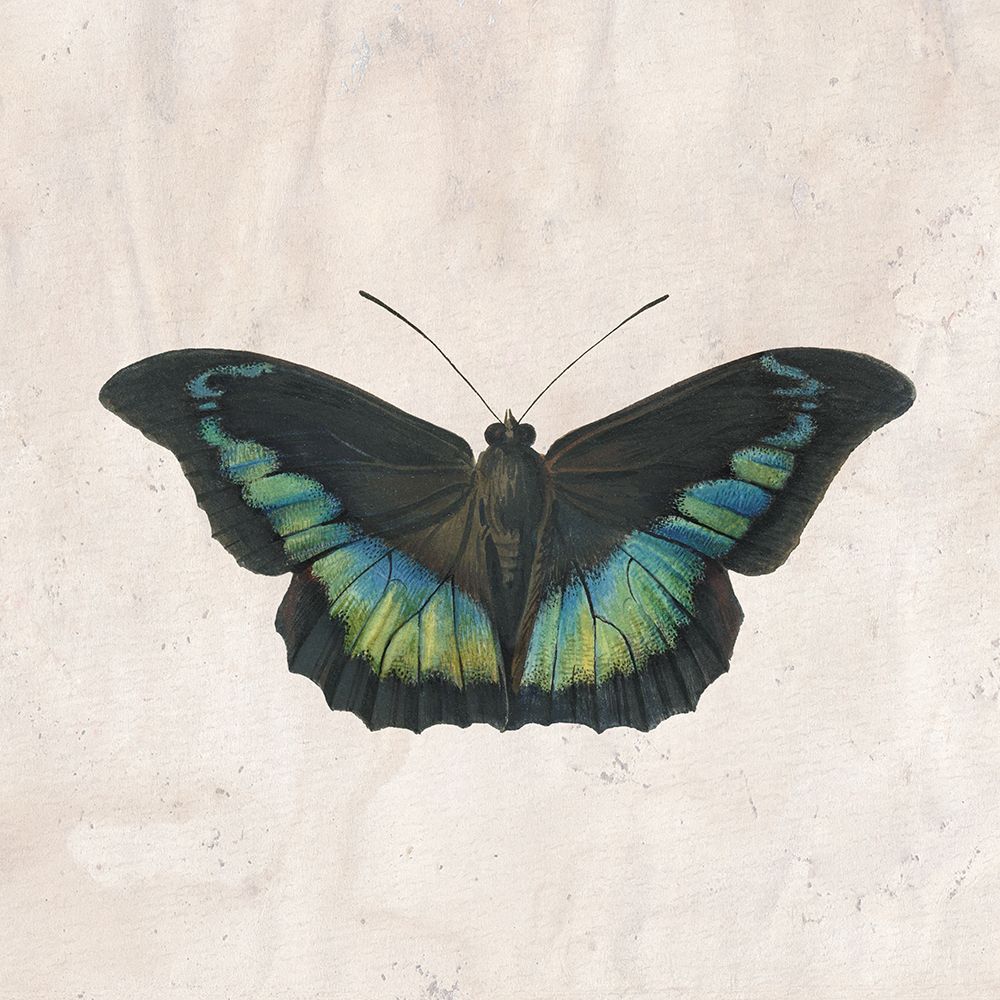 Vintage Butterfly 2 art print by Kimberly Allen for $57.95 CAD