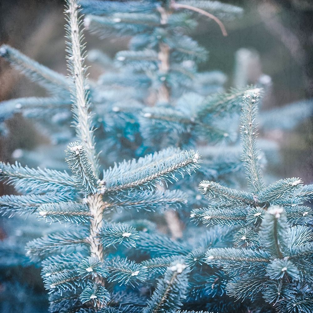 Blue Spruce 1 art print by Allen Kimberly for $57.95 CAD