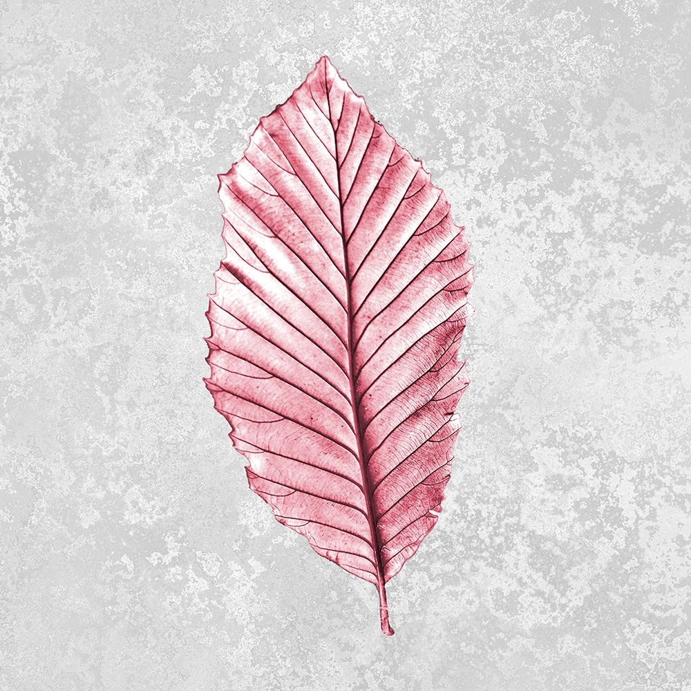 Pink Leaf 1 art print by Allen Kimberly for $57.95 CAD