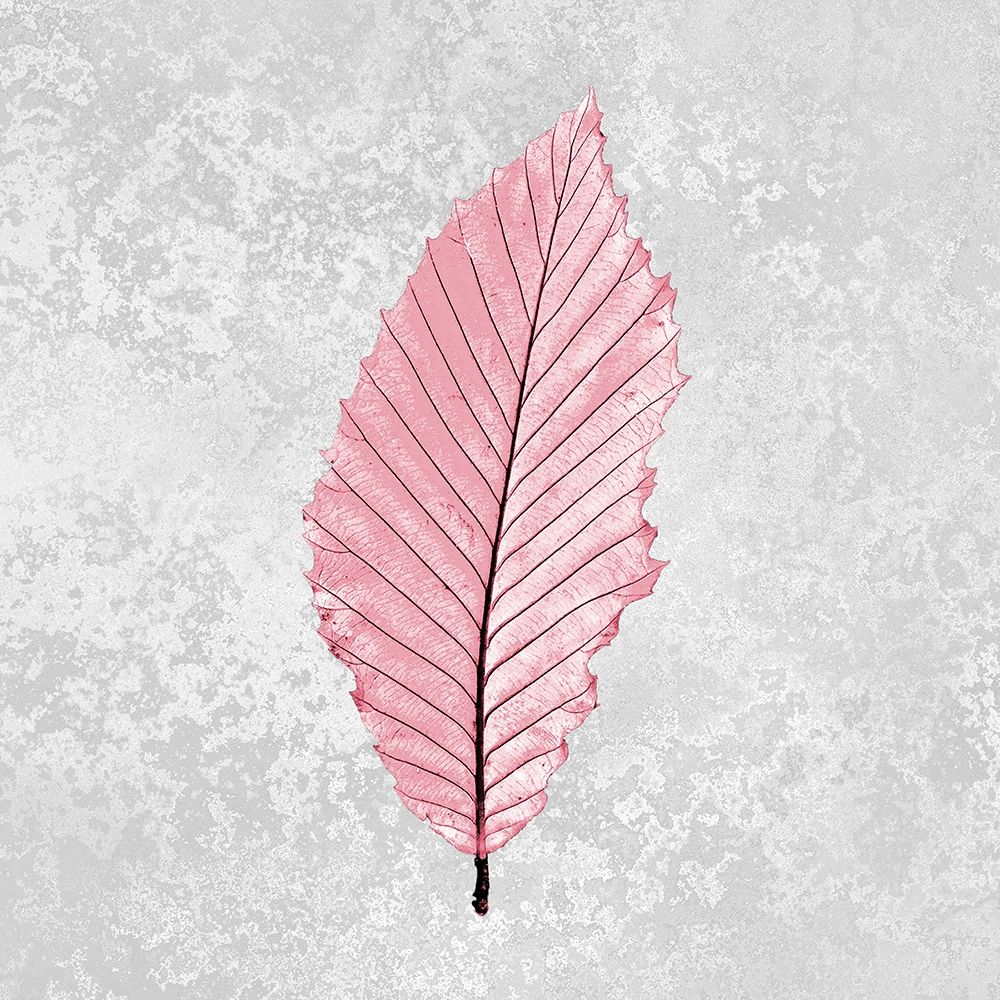 Pink Leaf 3 art print by Allen Kimberly for $57.95 CAD