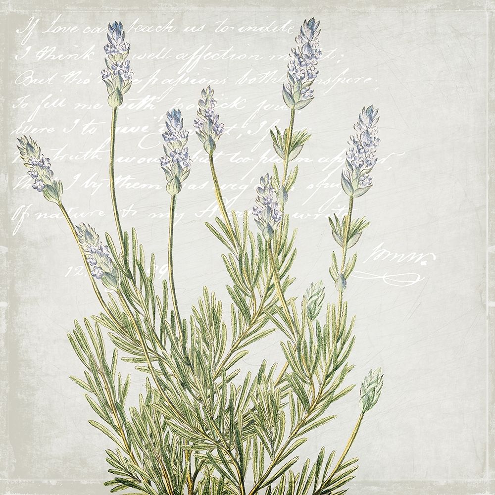 Lavender 1 art print by Allen Kimberly for $57.95 CAD