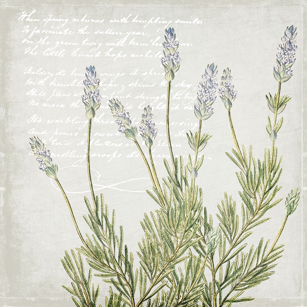 Lavender 2 art print by Allen Kimberly for $57.95 CAD