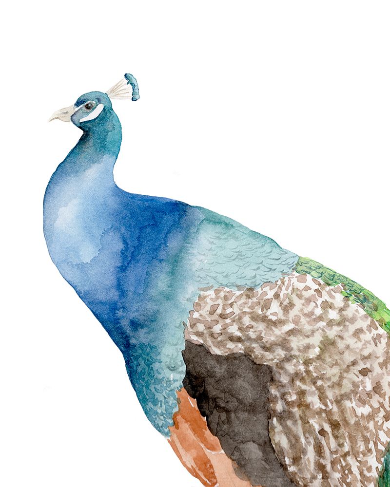 Peacock art print by Leah Noel Art for $57.95 CAD