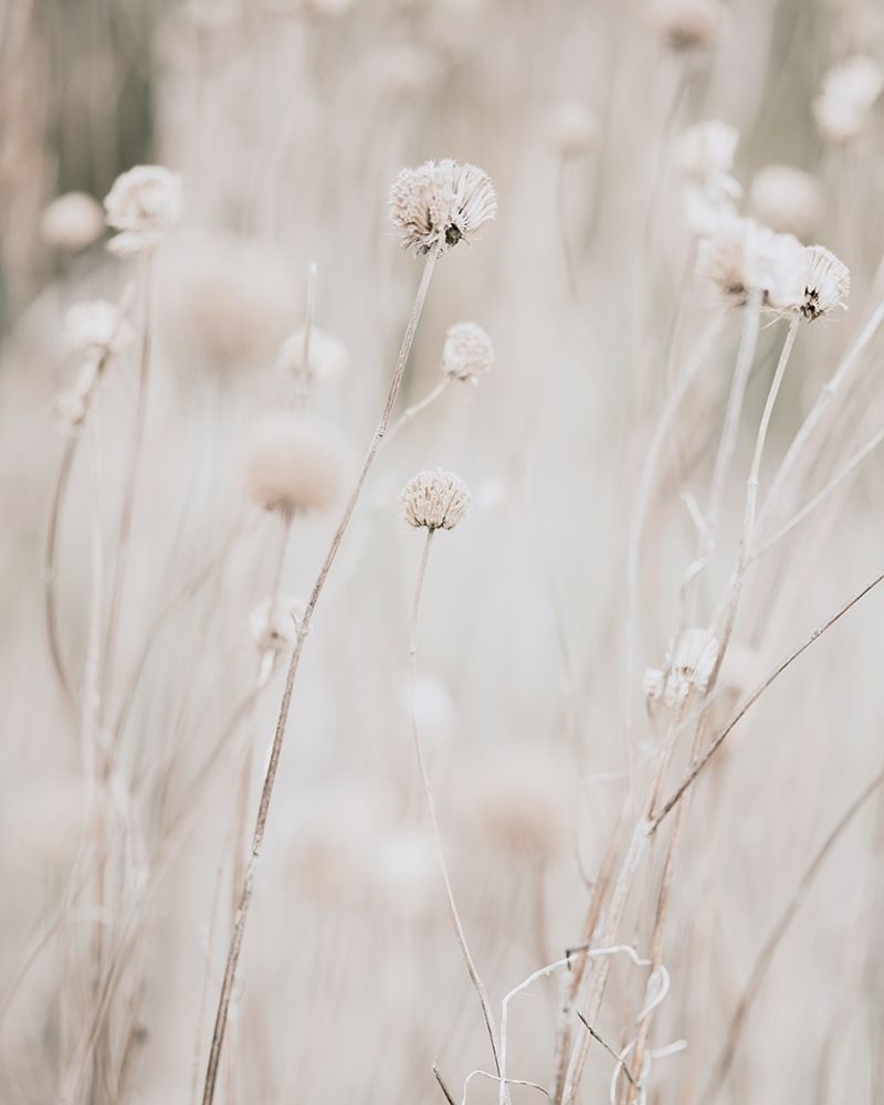 White Dried Wildflowers art print by Leah Straatsma for $57.95 CAD