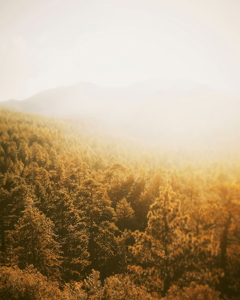 Golden Forest art print by Leah Straatsma for $57.95 CAD