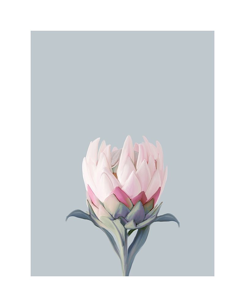 King Protea Plant art print by Leah Straatsma for $57.95 CAD