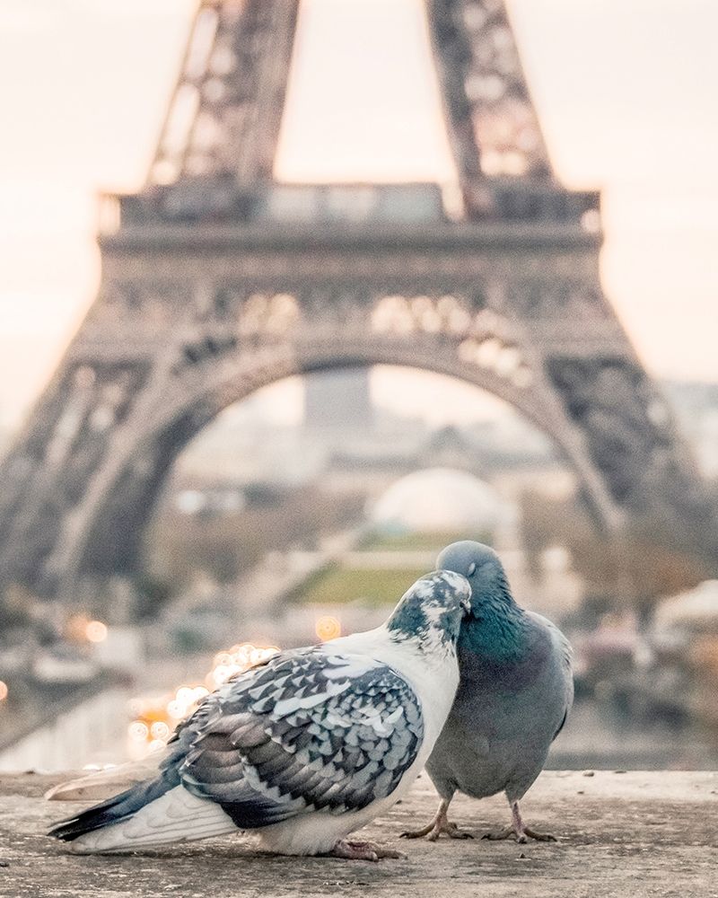 Love Birds in Paris art print by Leah Straatsma for $57.95 CAD