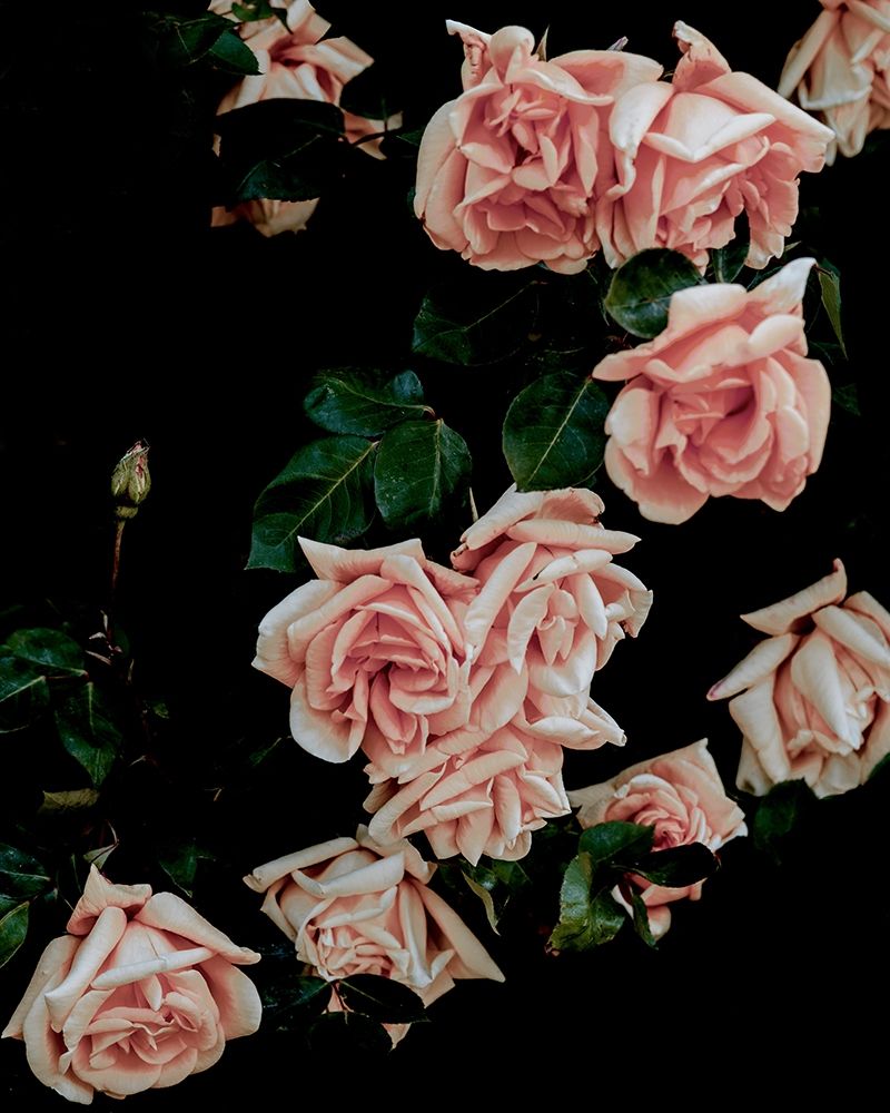 Dark Blush Roses art print by Leah Straatsma for $57.95 CAD