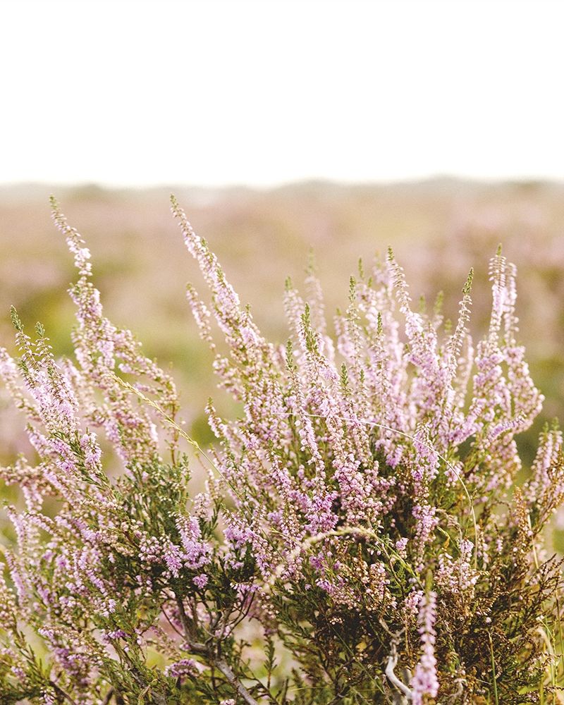 Bleached Lavender Fields art print by Leah Straatsma for $57.95 CAD