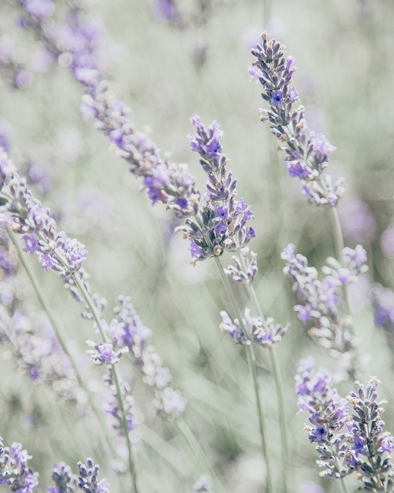 Bleached Lavender in Field art print by Leah Straatsma for $57.95 CAD