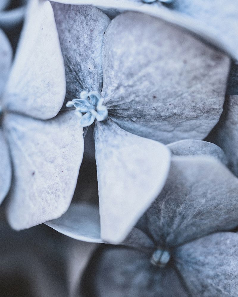Blue Hydrangea Close Up art print by Leah Straatsma for $57.95 CAD