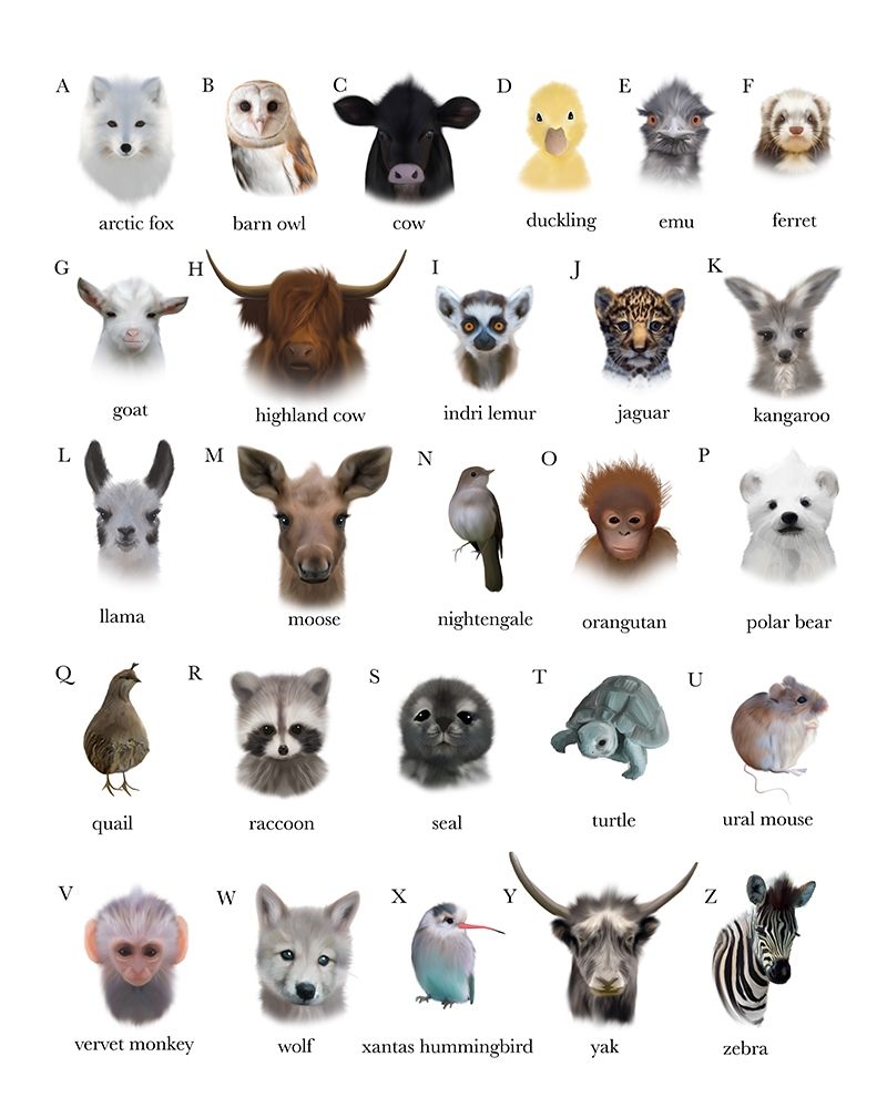 A to Z Animals White Background art print by Leah Straatsma for $57.95 CAD