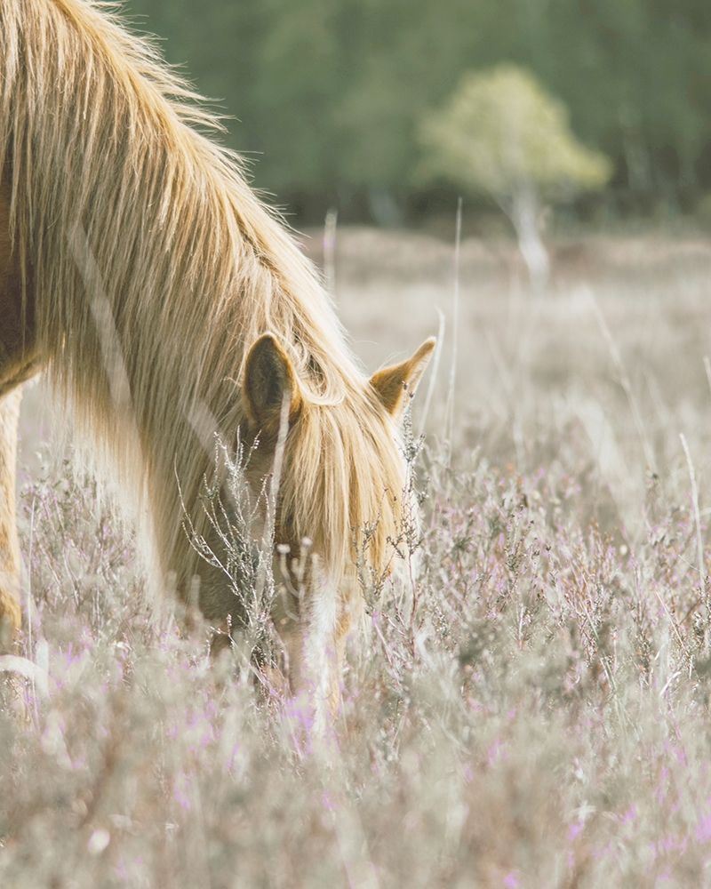 Golden Horse In Meadow art print by Leah Straatsma for $57.95 CAD