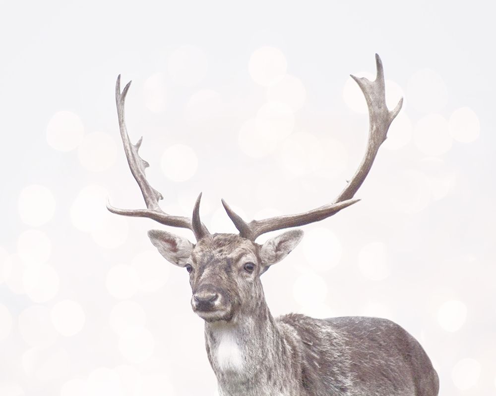 Boken Deer art print by Leah Straatsma for $57.95 CAD